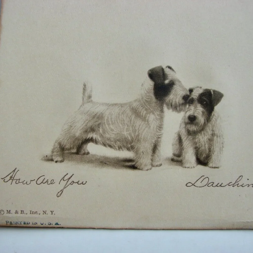 Vintage Antique Dog Art Etching Prints Terriers Chow Samoyed New York 5" x 4" - Picture 8 of 11